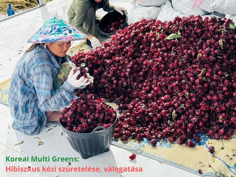 Culesul și sortarea manuală a hibiscusului pe ferma Multi Greens Coreean