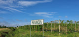 Ferma organică proprie din Laos a Multi Greens Coreean, unde se cultivă hibiscusul