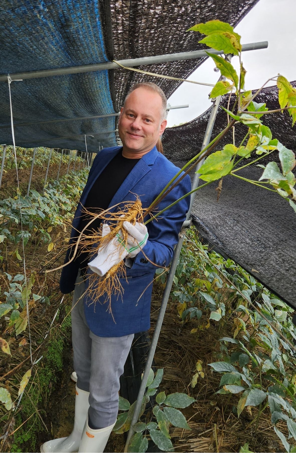 Rónai Balázs pe un câmp de ginseng din Coreea de Sud, cu rădăcina de 6 ani