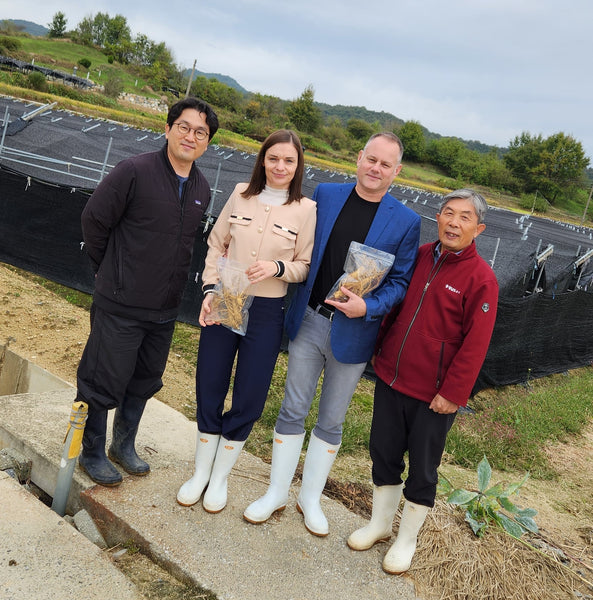 Fondatorii pe un câmp de ginseng, Coreea de Sud 2024
